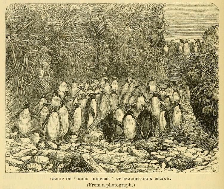 Ilustração de pinguins na ilha Inacessível