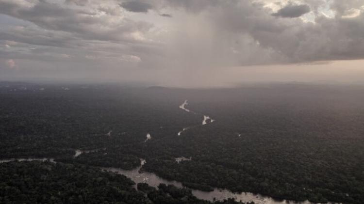 Localizada no oeste do Pará, a Floresta Estadual do Paru sofre com o crescente desmatamento. Atualmente, mais de 2.000 garimpeiros estão ativos na unidade de conservação