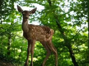 Sem CGI e sem bichinhos falantes, versão live-action de Bambi ganha trailer