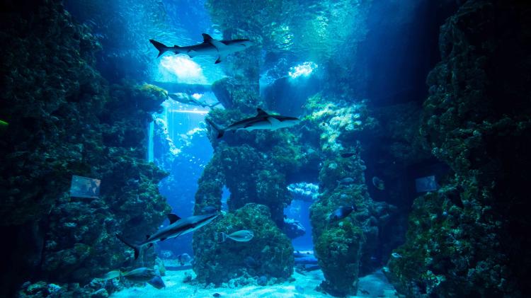 Museu Oceanógrafo de Mônaco - Divulgação