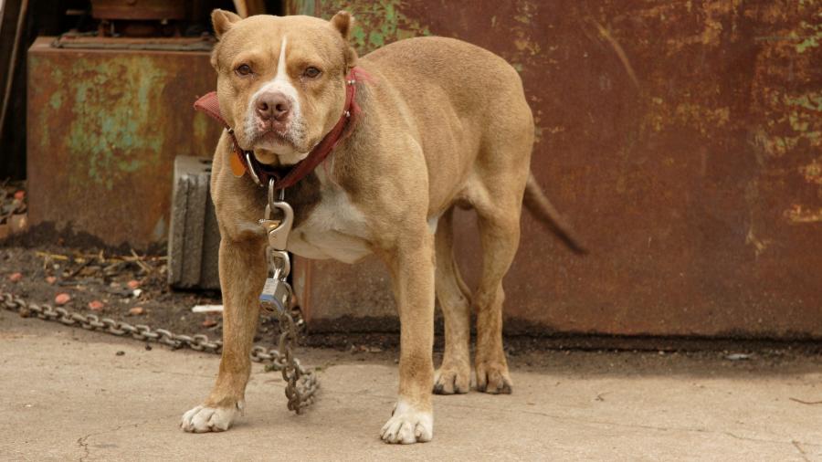 Adolescente acusa marido de agressão após defender um cachorro da raça pitbull, como o da foto - Getty Images/iStockphoto