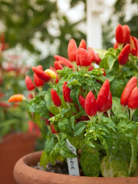 A pimenta é um das plantas que compõem o vaso de sete ervas - Spod/ iStock
