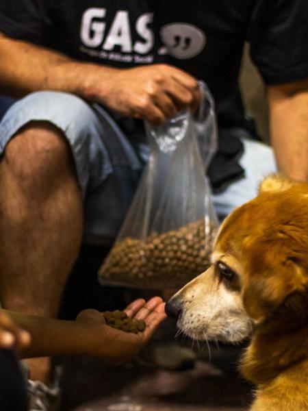 Projeto social distribuiu 3,1 toneladas de ração para cães e gatos só em 2021 - Divulgação