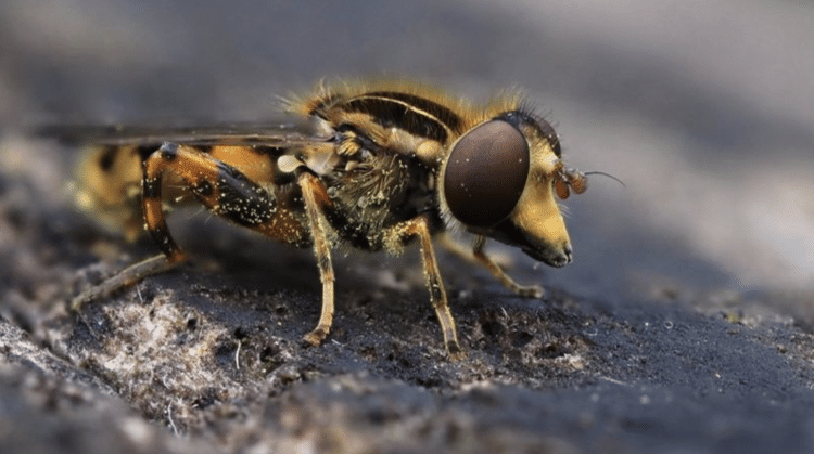 Os pesticidas e a agricultura representam um grande desafio para as moscas-das-flores - GETTY IMAGES - GETTY IMAGES