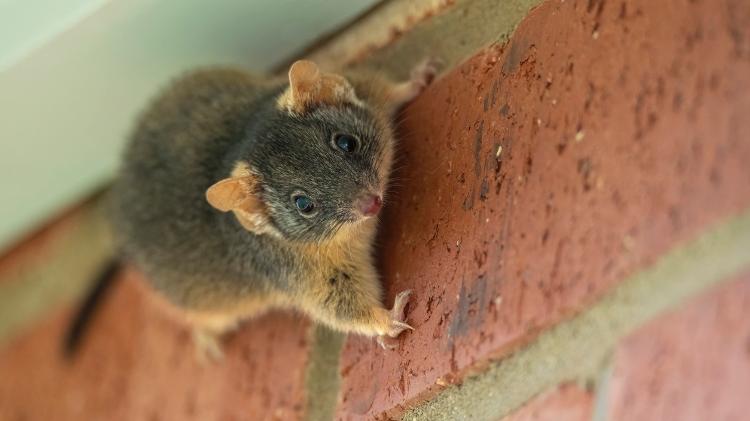 Antechinus