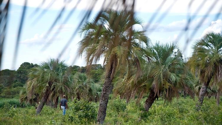 O coquinho-azedo é uma das frutas resgatadas pelos povos tradicionais no norte de Minas Gerais, melhorando a saúde das pessoas e dos biomas