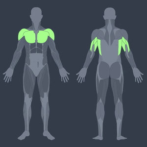 MuscleWiki - Supino Inclinado com Halteres em Posição Neutra - Ombros