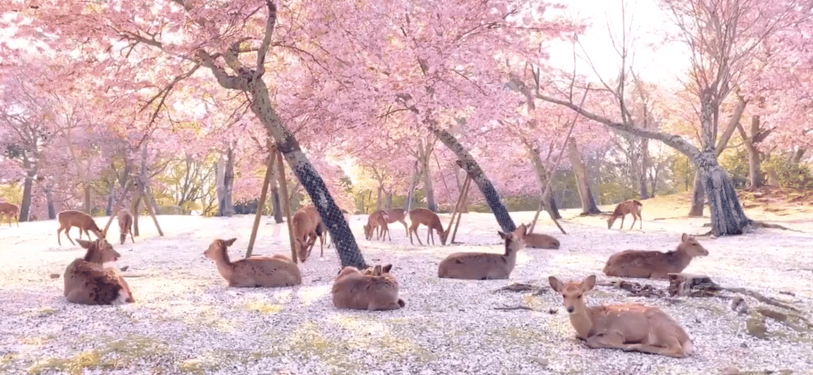 Cervos no Parque de Nara, no Japão - Reprodução/Twitter