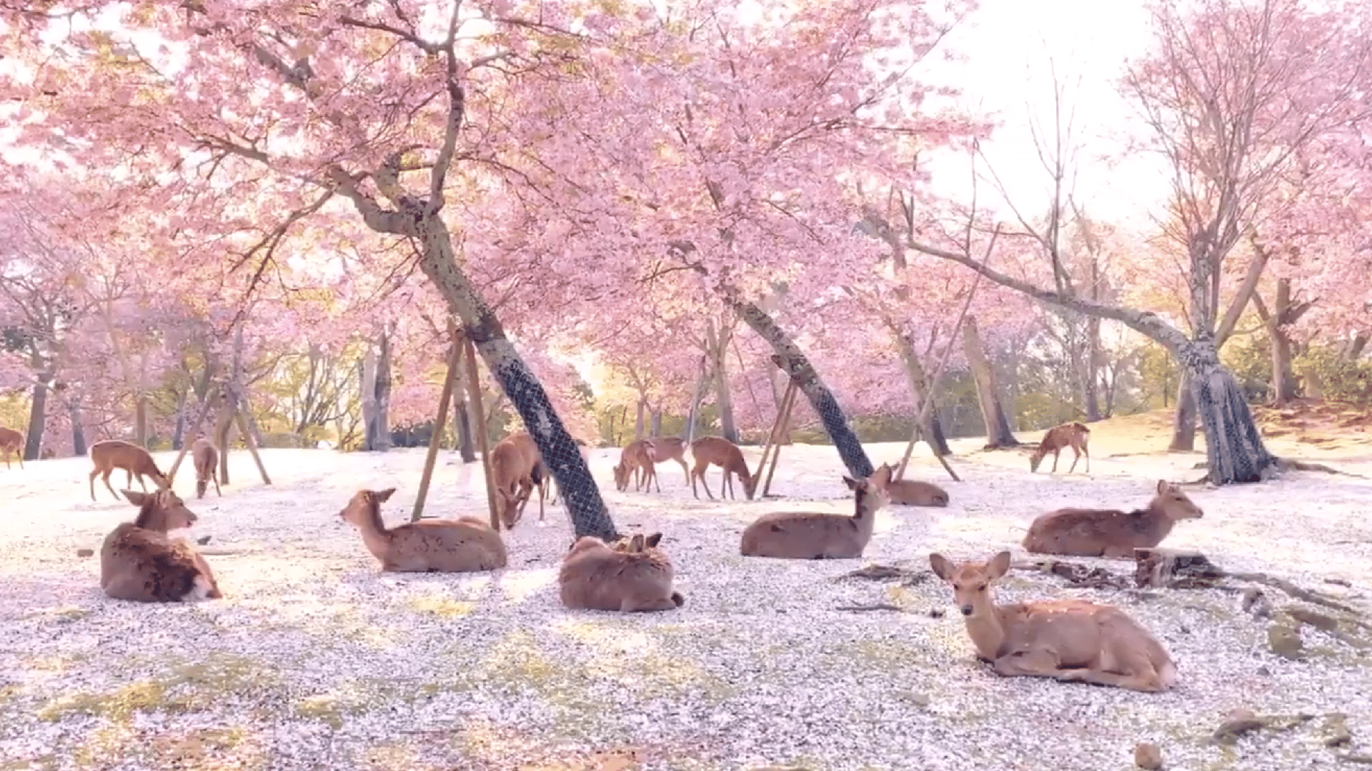 Cervos criam cenário fascinante ao tomarem área com cerejeiras no ...