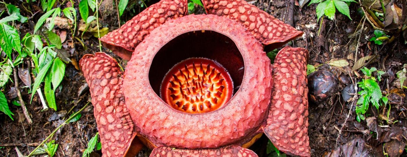 Rafflesia Arnoldii, a maior flor do mundo, também é conhecida pelo odor nada agradável - Getty Images/iStockphoto