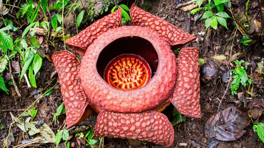 Rafflesia Arnoldii 