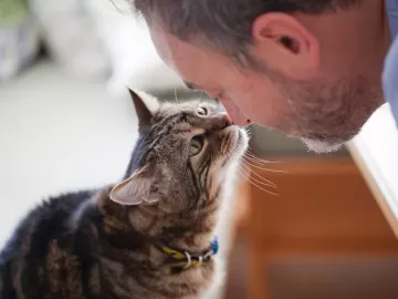 Da saúde do coração ao fardo do cuidado: gatos fazem bem para nossa saúde?