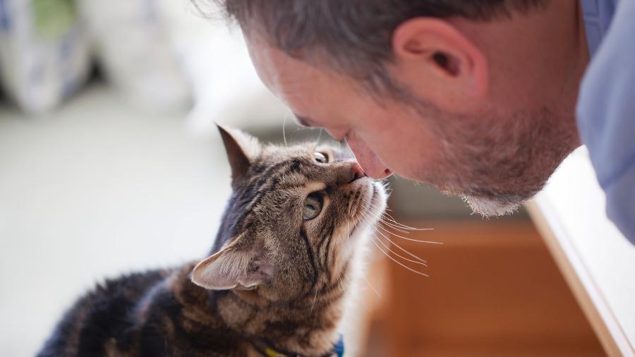 Pode não parecer, mas gatos gostam mais dos humanos do que de comida - Getty Images