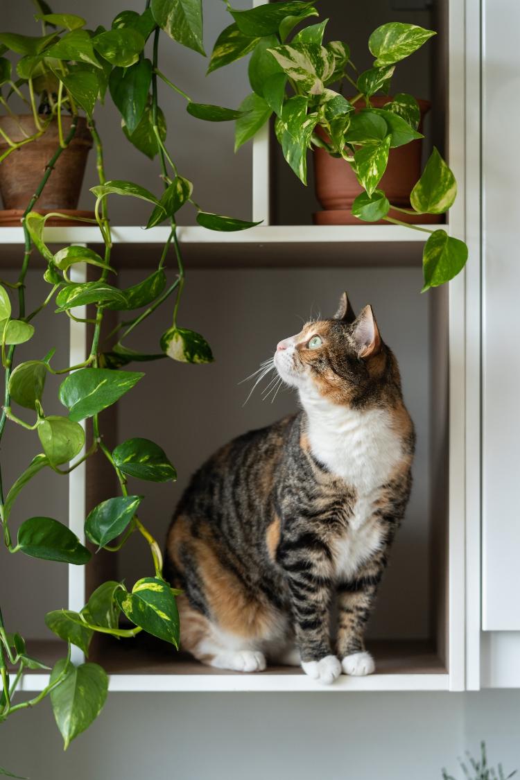 Gato cercado de plantas vasos em casa, pets, pet, bichos - Getty Images/iStockphoto - Getty Images/iStockphoto