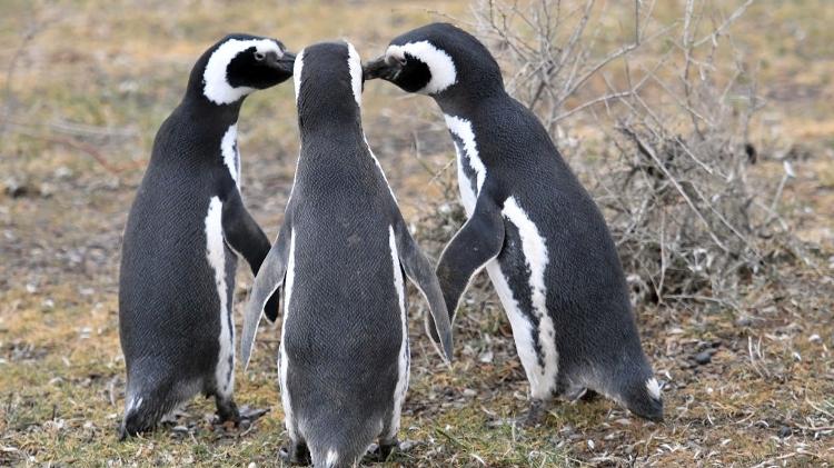 Pinguins-de-magalhães na Argentina - Getty Images - Getty Images