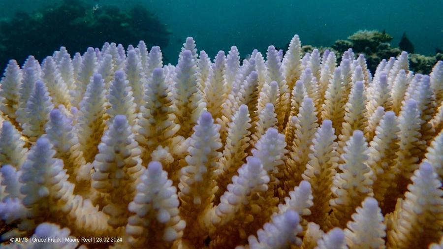 Branqueamento é um fenômeno reversível, já que os corais afetados podem sobreviver se as temperaturas se reduzirem