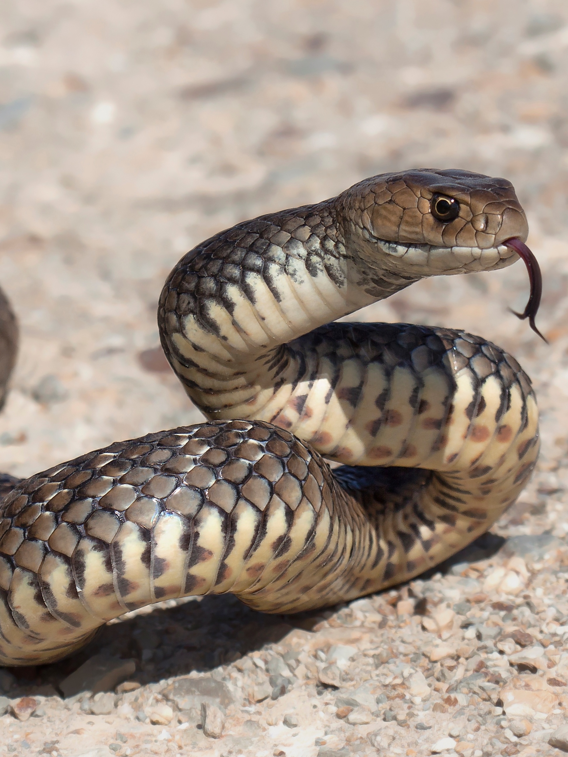 Garoto morre após picada de cobra: o que fazer depois do acidente?