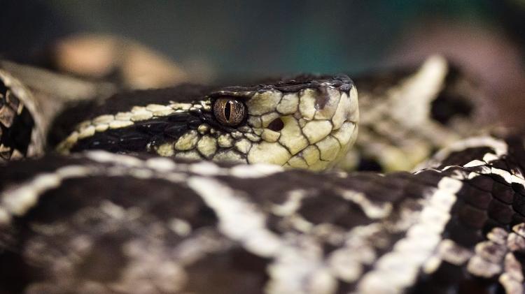 Jararaca-da-mata (Bothrops jararaca)