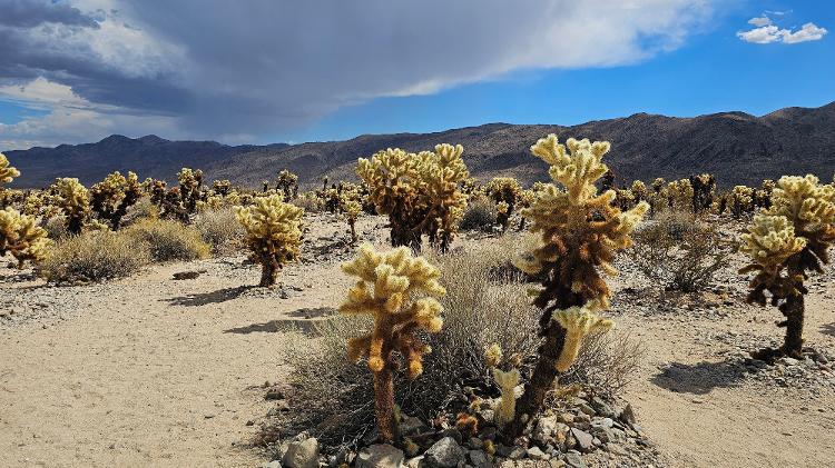 Jardim de cactus