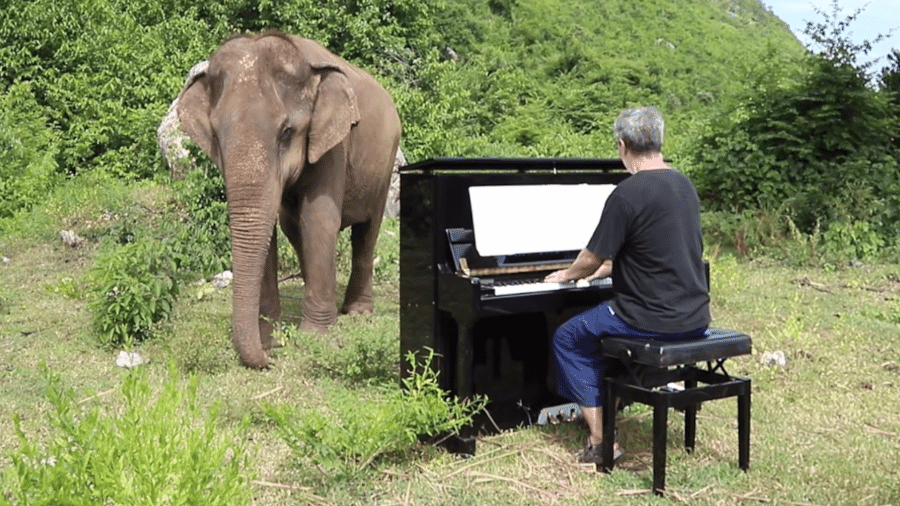 Homem toca piano para elefanta cego na Tailândia - Reprodução
