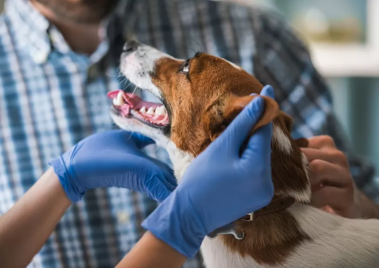 Com resultado do teste em mãos, o tutor deve procurar um veterinário - Getty Images/iStockphoto - Getty Images/iStockphoto