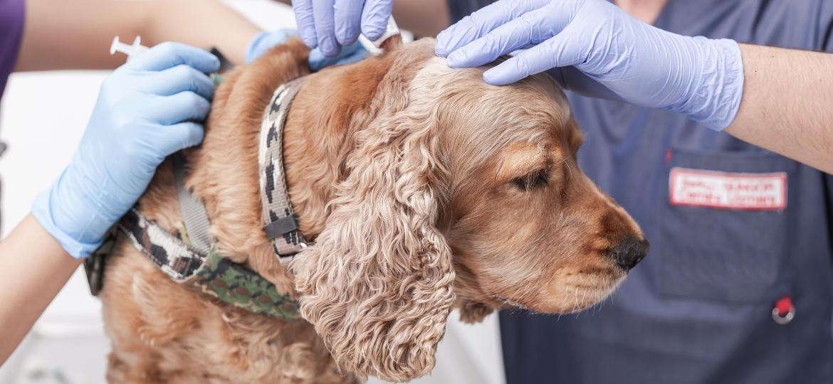 Diabetes em cães e gatos tem detalhes específicos para o tutor ficar de olho - Getty Images/iStockphoto
