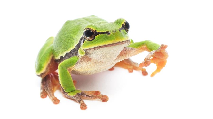 A figura do sapo tem diferentes significados de acordo com cada cultura - Tsekhmister/Getty Images/iStockphoto