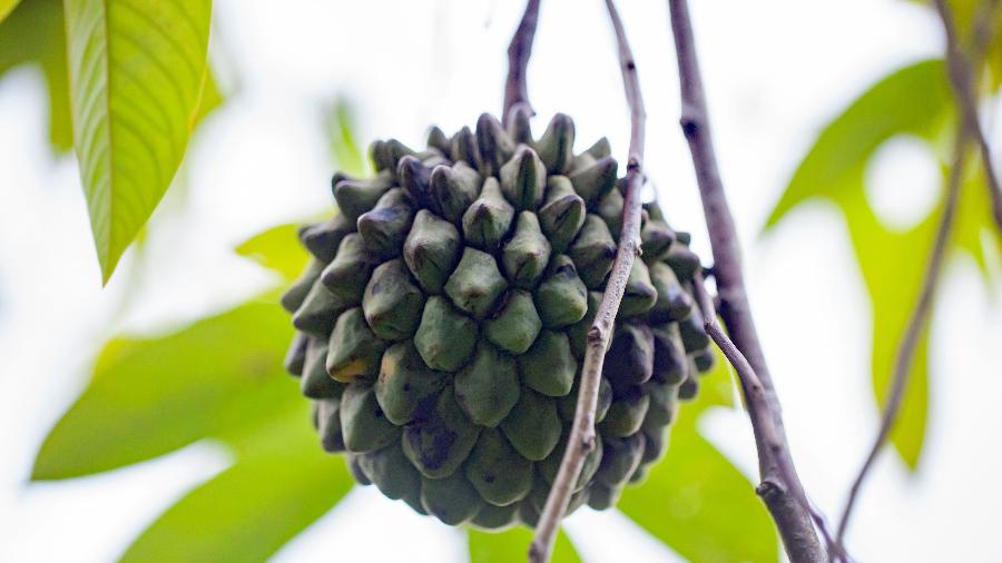 Biribá é Nativa da Amazônia, ajuda a regular o trânsito intestinal e a saúde cardiovascular.