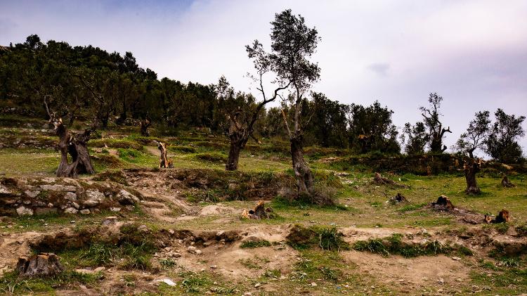 Campos de olivos: los árboles fueron cortados para garantizar la madera para cocinar y calentar - André Naddeo