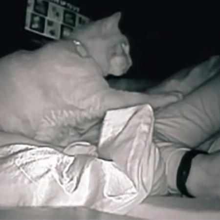 Flagra: gatinho em ação durante a noite - Reprodução Tik Tok