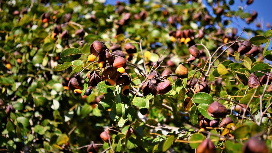 Imagem de uma árvore copaíba - iStock