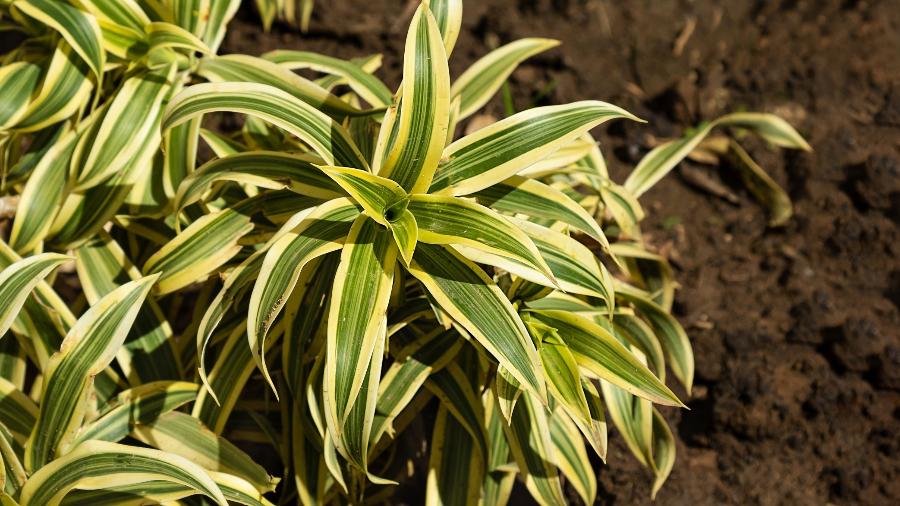 Dracaena reflexa, ou Pleomele, é planta fácil de cuidar e ideal para qualquer ambiente - Getty Images/iStockphoto