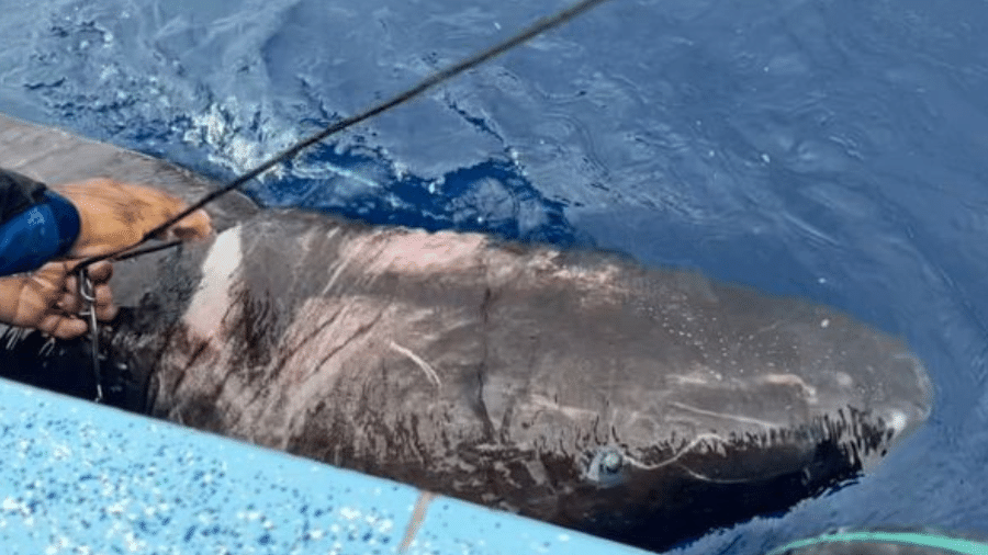 O tubarão da Groenlândia descoberto em Belize - Devanshi Kasana