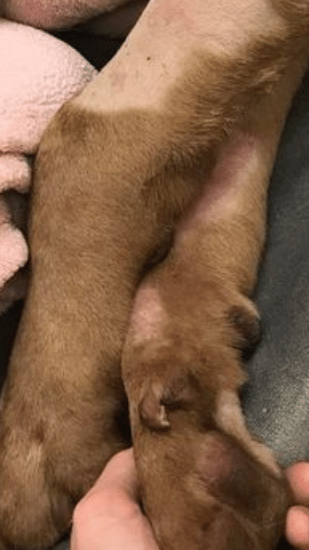 Vet bills total more than $19,500 (100k reals at current price) - facebook.com/miranda.degennaro - facebook.com/miranda.degennaro