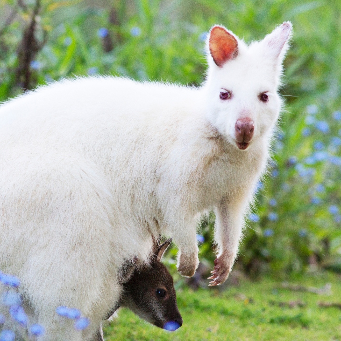 Mais 21 fotografias de animais albinos impressionantes