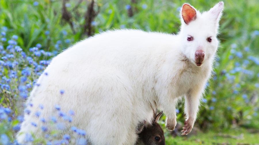 Bichos albinos são raros, mas tão fofos - Getty Images/iStockphoto