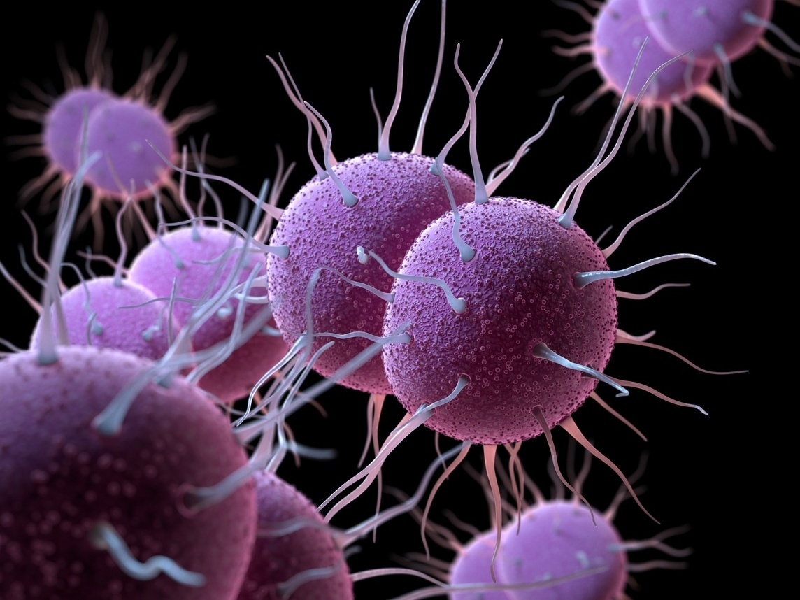 Forma De Bacteria Gonorreia Dra. Valda Luna | Ginecologista | Serra