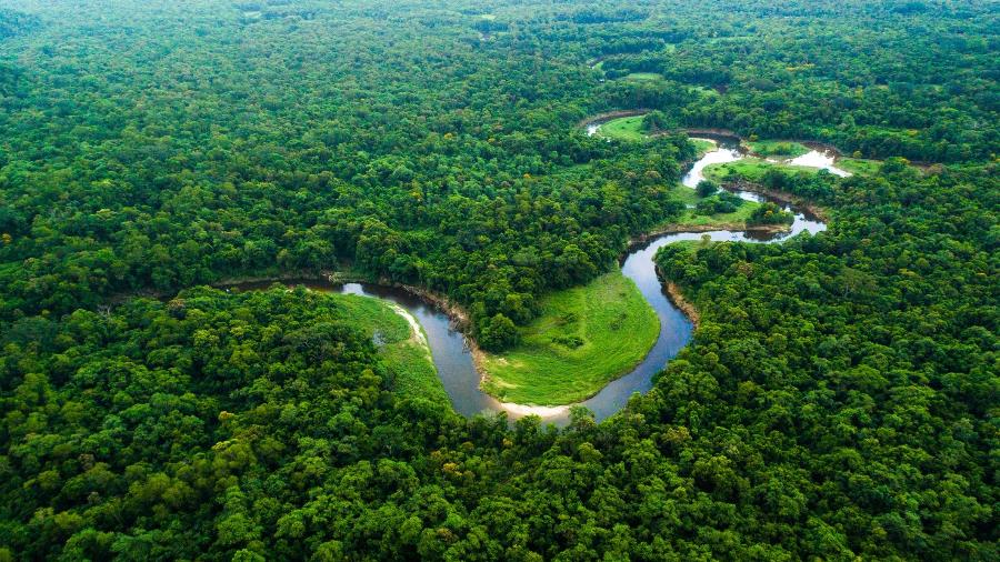 Manter a floresta em pé deve ser prioridade em projetos de regeneração da Amazônia