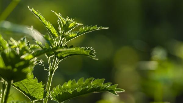 Potencial medicinal das Amazônia ainda não foi aproveitado