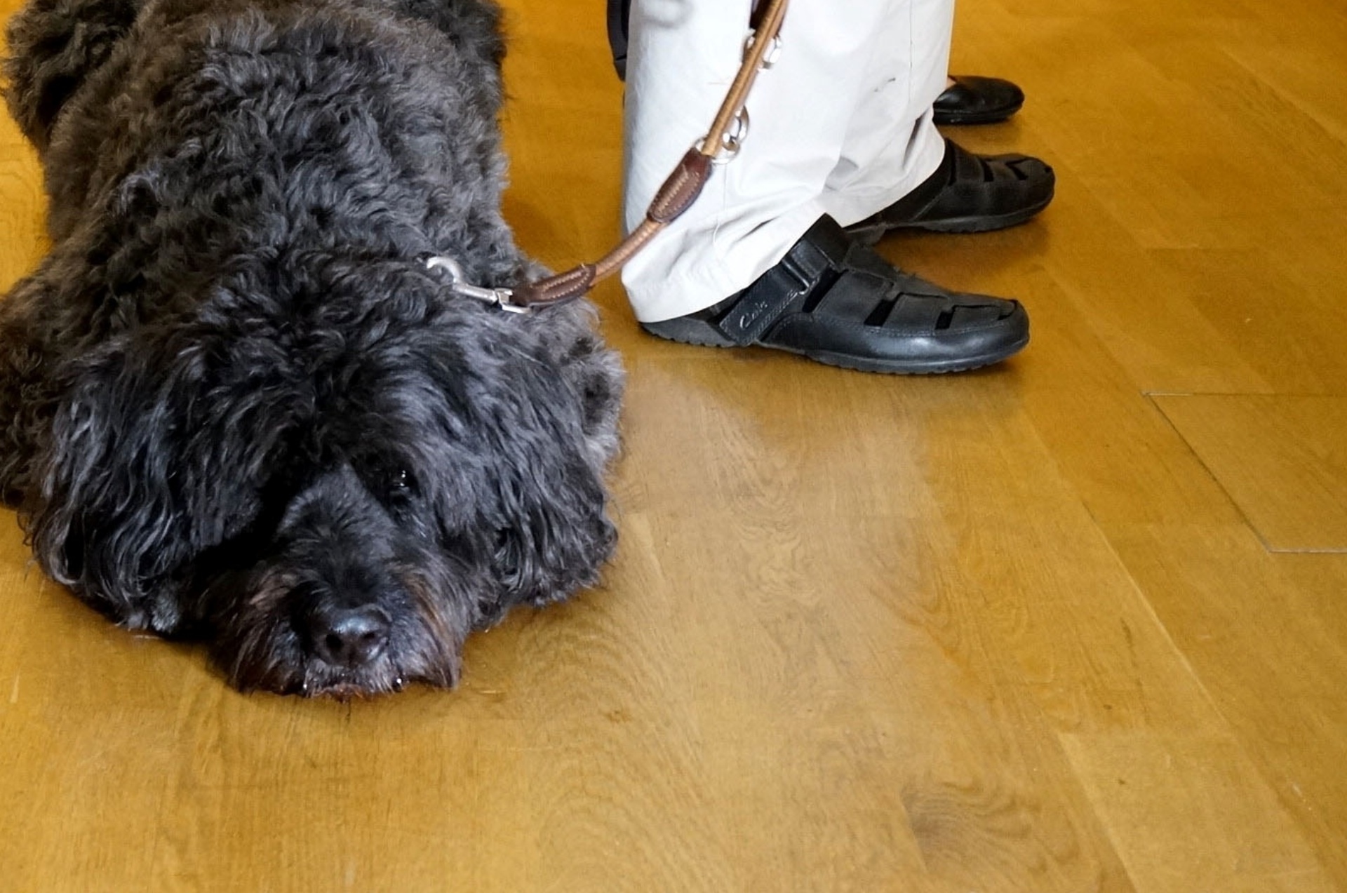 Imagens também foram penduradas na altura dos olhos dos animais, mas não atraíram muito interesse - Clarissa Neher/BBC