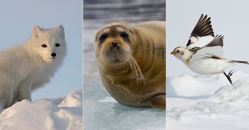 Fauna do frio - Montagem/Getty Images