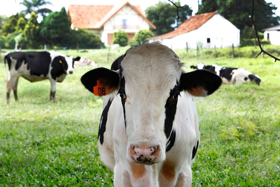 Colônia Witmarsum - Divulgação/Luiz Costa/La Imagem