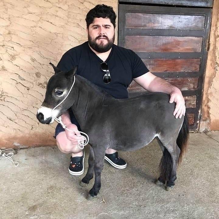 César Menotti é dono de uma  Mini Fazenda, localizada em Minas Gerais. O local tem criação e comercialização de Mini Animais, entre eles: Pôneis, cavalos, coelhos, porcos e burros - Reprodução/Instagram