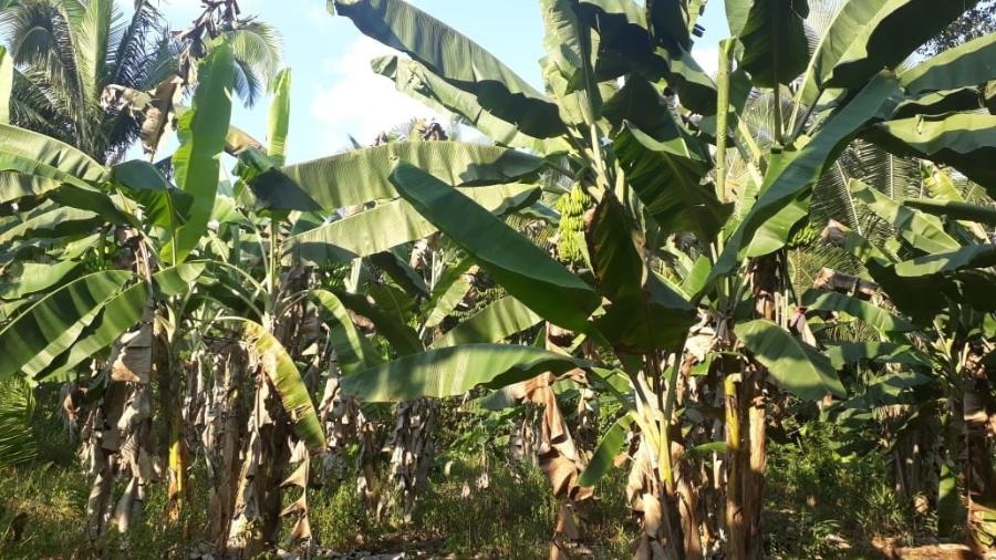 Terra reflorestada pela técnica agropecuária Marliane das Chagas Soares em Juruti (PA) - Divulgação