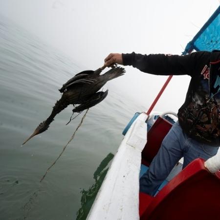 Pássaro morto encharcado de óleo do mar na cidade turística de Ancon, Peru, em 21 de janeiro de 2022 - AFP