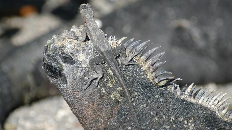 Pequena iguana no Galápagos - Getty Images - Getty Images