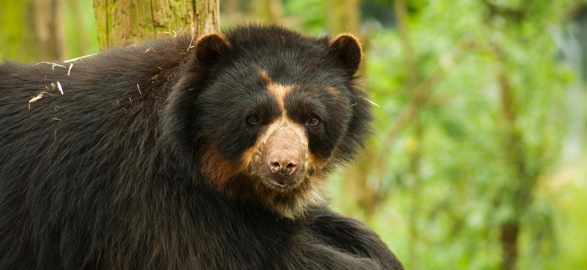 Urso-de-óculos, típico da região andina - Andyd/Getty Images