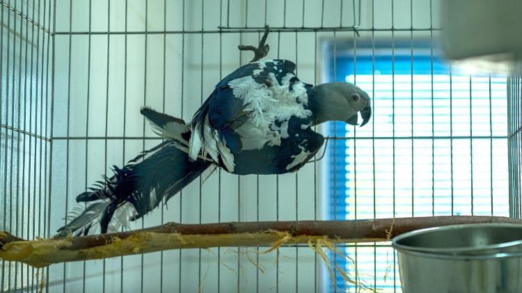 Surto de circovírus expõe controvérsias em projeto de ararinhas azuis