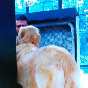 Intérprete do Louro José é revelado ao vivo, por descuido, no "Mais Você" - Reprodução/TV Globo - Reprodução/TV Globo