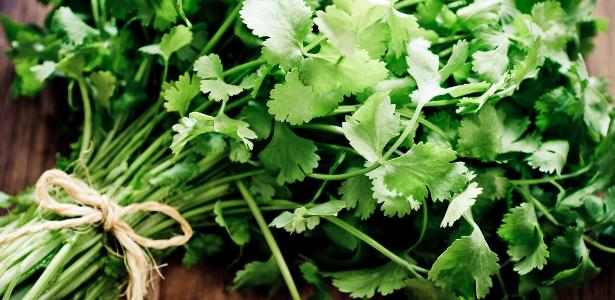 ¿Estás en el equipo que ama el cilantro?  Una hierba que reduce el colesterol malo y aumenta la inmunidad.